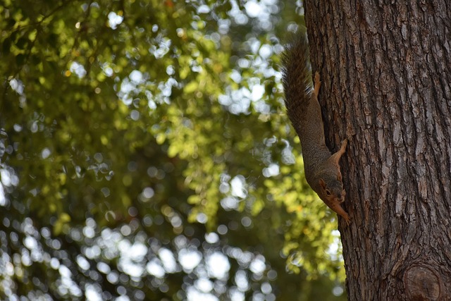 城雷霆队在 城雷霆队在